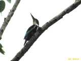Click to see IMG_2761c.jpg