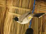 Click to see IMG_2807c.jpg
