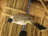 Click to see IMG_2808c.jpg