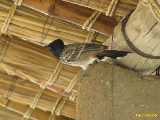 Click to see IMG_2809c.jpg