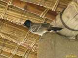 Click to see IMG_2810c.jpg