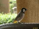 Click to see IMG_2813c.jpg