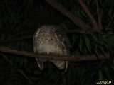 Click to see IMG_2833c.jpg