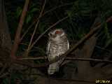 Click to see IMG_2839c.jpg