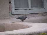 Click to see IMG_2853c.jpg