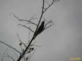 Click to see IMG_2857c.jpg