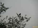 Click to see IMG_2863c.jpg