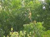 Click to see IMG_2865c.jpg