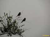 Click to see IMG_2866c.jpg