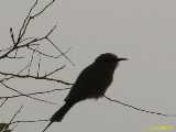 Click to see IMG_2869c.jpg