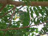 Click to see IMG_2942c.jpg