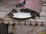Click to see IMG_3032c.jpg
