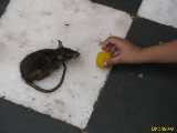 Click to see IMG_3035c.jpg