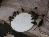 Click to see IMG_3036c.jpg