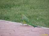 Click to see IMG_3307c.jpg