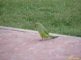 Click to see IMG_3308c.jpg