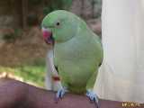 Click to see IMG_3310c.jpg