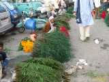 Click to see IMG_3674c.jpg