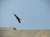 Click to see IMG_3694c.jpg
