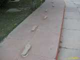 Click to see IMG_3711c.jpg