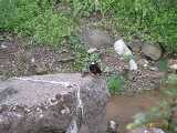 Click to see IMG_1339.jpg