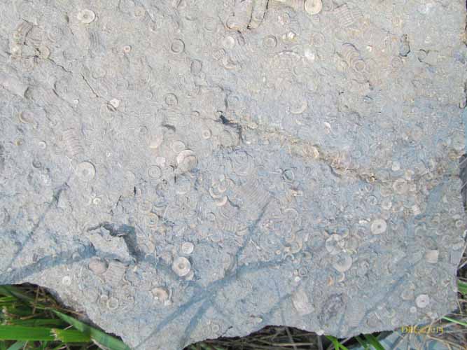 Thin argillaceous limestone bed.