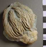 Click to see crinoidnadas.jpg