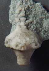 Click to see dizygocrinus.jpg