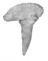 Click to see cladodont2.jpg