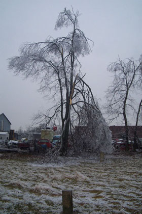 tree damage