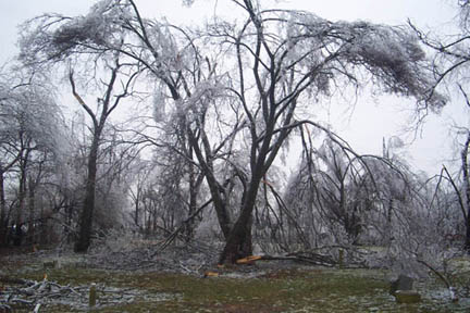 tree damage