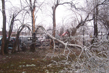 tree damage