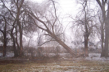 tree damage