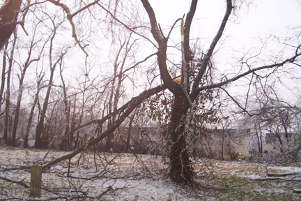 tree damage