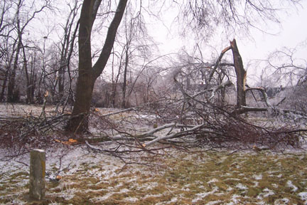 tree damage