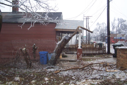 tree damage