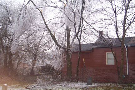 tree damage
