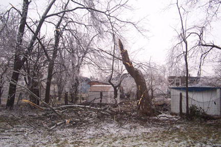 tree damage