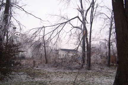 tree damage
