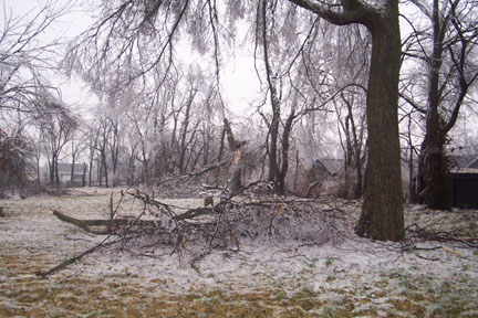 tree damage
