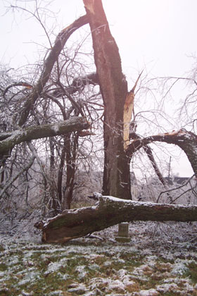 tree damage