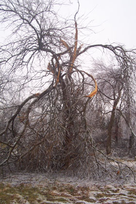tree damage