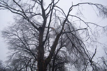 tree damage