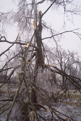 tree damage