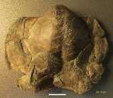 Click to see IMG_0001ac.jpg