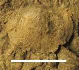 Click to see IMG_0004ac.jpg