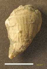 Click to see IMG_0042ac.jpg