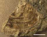 Click to see IMG_0046ac.jpg