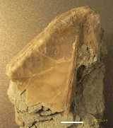 Click to see IMG_0052ac.jpg