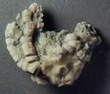 Click to see cyathocrinites.jpg